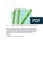 ALGAS-PLURICELULARES