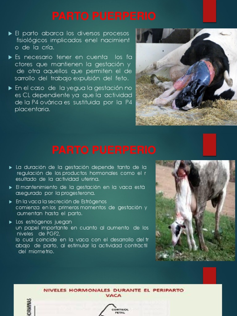 Parto Puerperio | PDF | Parto | Vacas