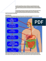 Sistem Pencernaan