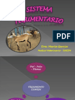 Tegumento animal: anatomía y funciones