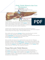 Fungsi Hati Pada Tubuh Manusia Dan Cara Menjaganya Pro6