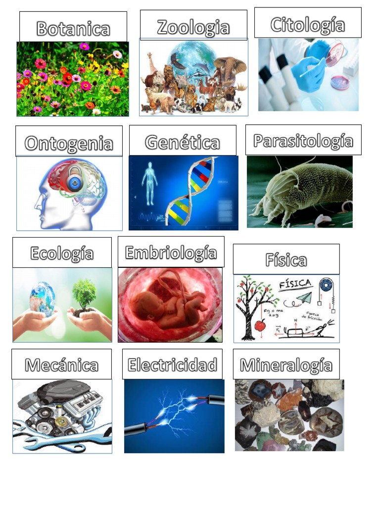 Ramas de Biologia Mapa Mental | PDF