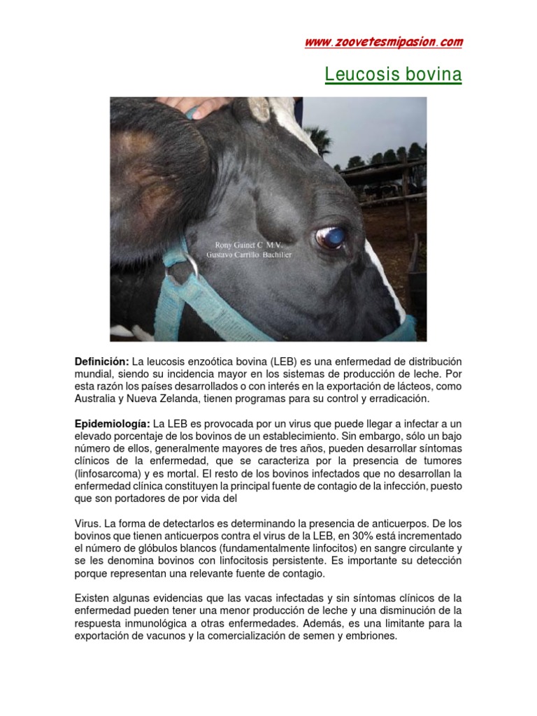 Leucosis Bovina PDF | PDF | Vacas | Virus