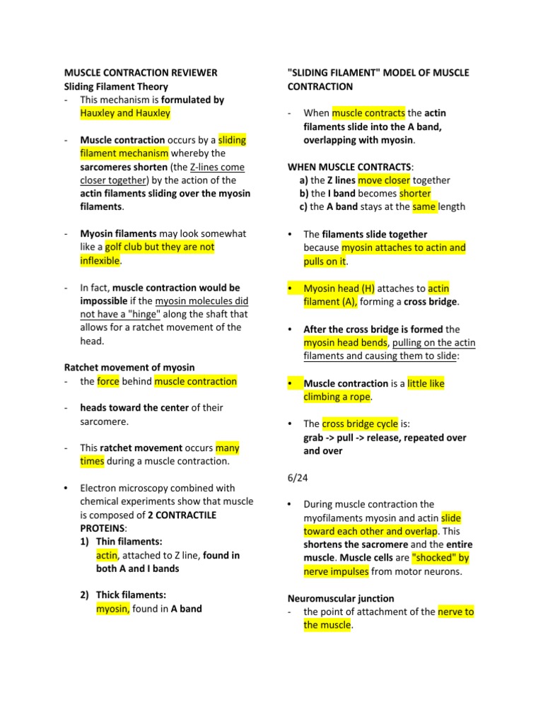 Muscle Contraction Mechanisms Explained | PDF | Myocyte | Muscle ...