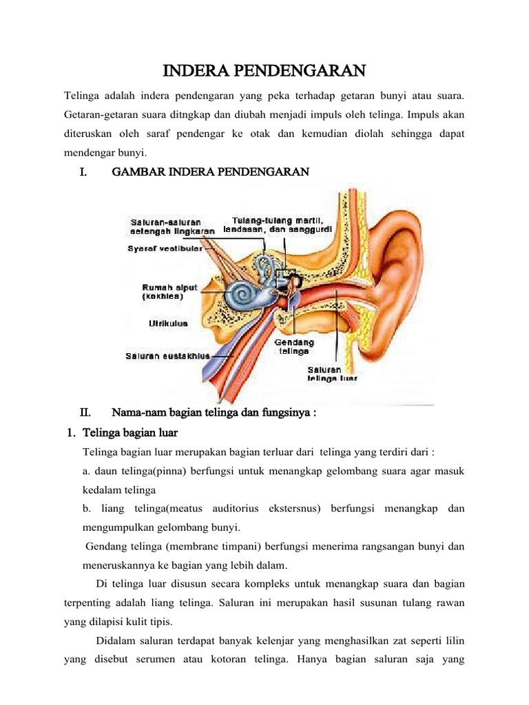 Indera Pendengaran