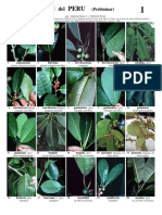 045 Peru-Ficus v1.1 0