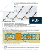 Este Un Element Morfologic Distinct