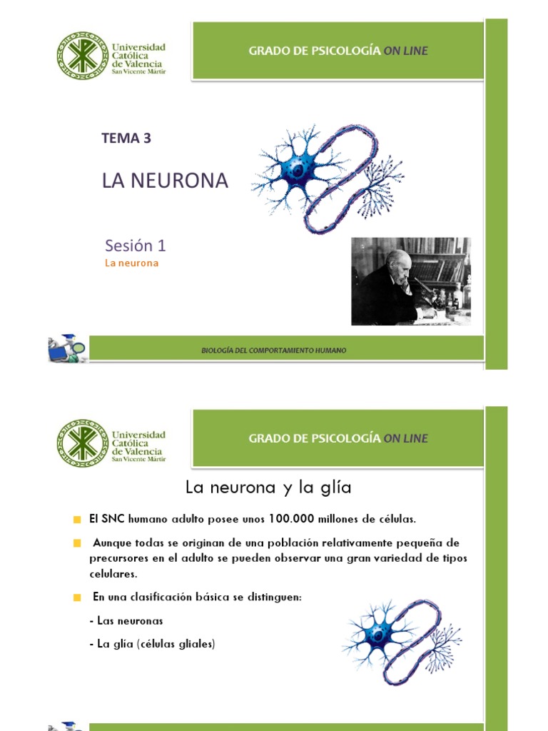 Estructura y Función de la Neurona | PDF | Sinapsis | Neurona