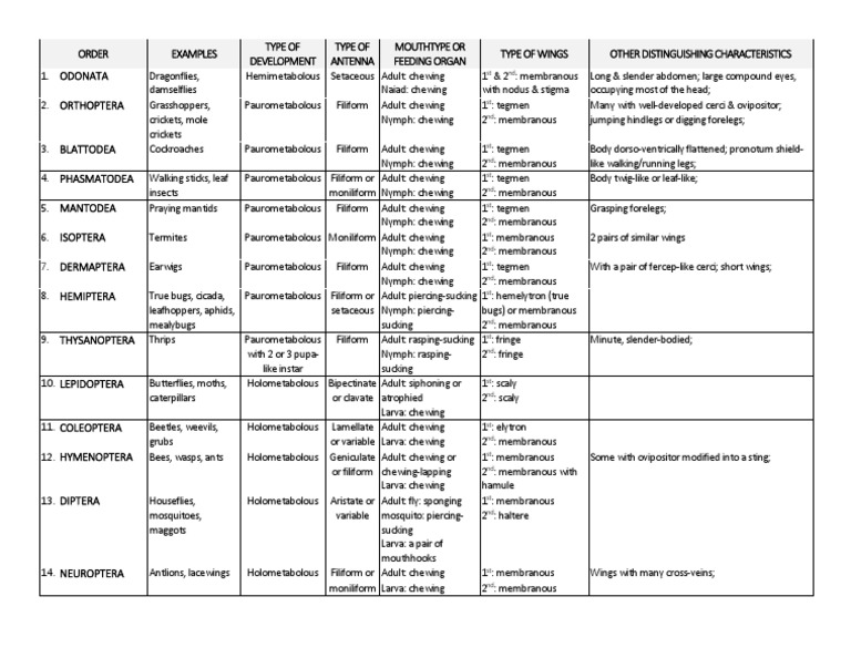 Insect Orders Classification Guide | PDF | Insects | Fly