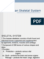 The Human Skeletal System