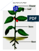 Basic Parts of A Plant