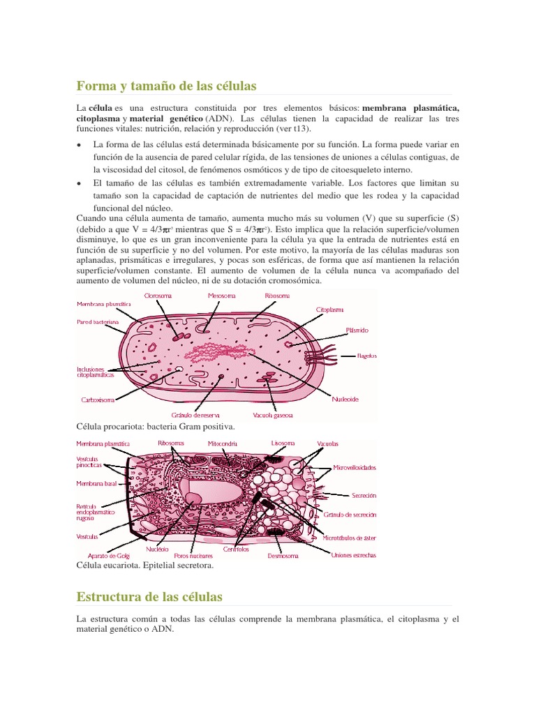 Forma y Tamaño de Las Células | PDF | Citoplasma | Biología Celular)
