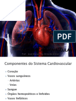 Cardiovascularmorfo.pdf