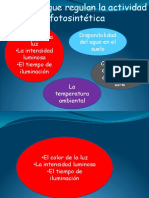 factores_que_regulan_la_actividad_fotosintetica.pdf