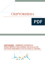 Criptorhidia
