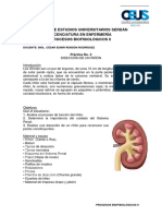 Práctica 2- Disección de riñón