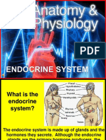 177-Anatomy-Endocrine-System.ppt