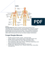 Kerangka Manusia