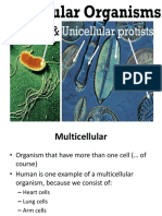 Micro Organism PDF