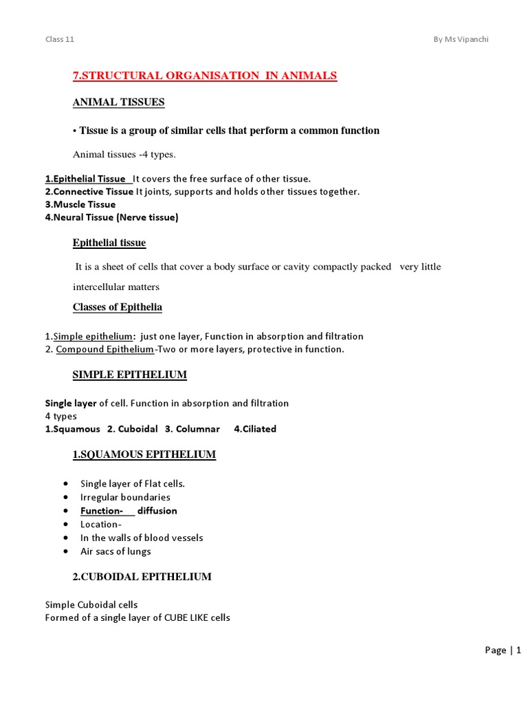 Areolar Tissue: Support for Epithelium | PDF | Epithelium | Tissue ...