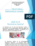 Parvovirus Canino
