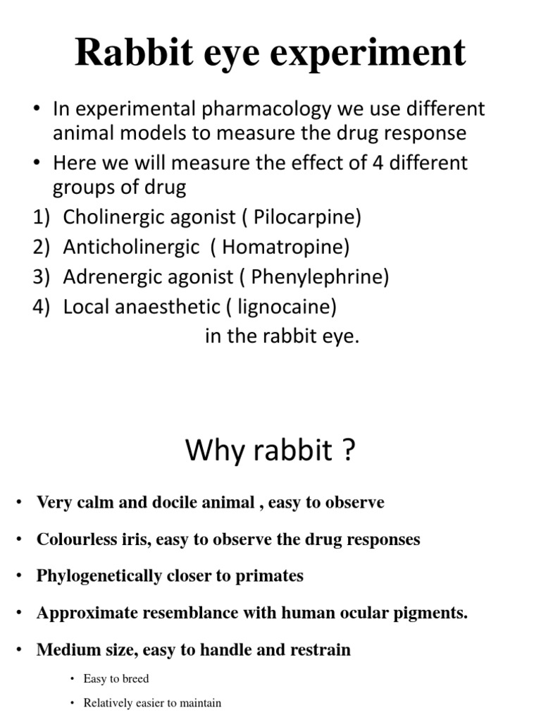 Effects of Drugs on Rabbit Eye | PDF | Senses | Vision