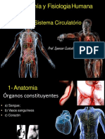 Sistema Circulatório Anatomia