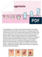 Formación láminas dentarias embrión humano