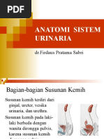 Download Anatomi Sistem Urinaria by Fifi S SN44391624 doc pdf