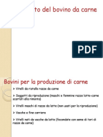 7 Allevamento Bovini Da Carne 10 Aprile