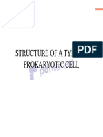 5 Structure of A Typical Prokaryotic Cell PDF