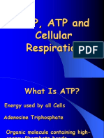 ADPATPand Cellular Respiration