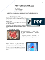 BACTERIAS DAÑINAS PARA EL SER HUMAN