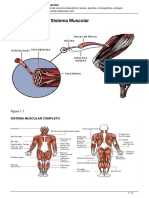 Generalidades Del Sistema Muscular