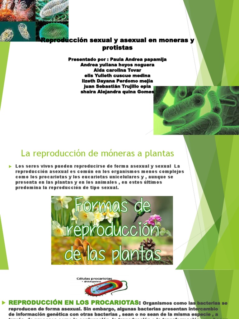 Reproducción en Moneras y Protistas | PDF | Reproducción sexual |  Reproducción