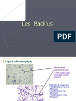 les_bacillus
