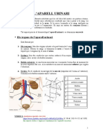 Tema 3. L'aparell Excretor I Circulatori