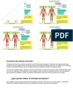 Formación Del Sistema Locomotor