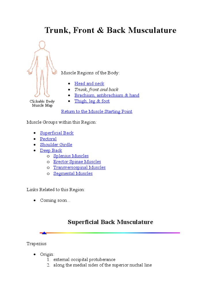 Trunk, Front & Back Musculature | PDF | Vertebra | Vertebral Column