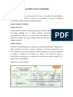 Cédulas en Auditoría: Tipos y Estructura