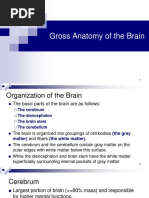 Gross Anatomy of The Brain