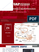 neurofisiologia 14