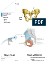Anatomia Musculoesqueleticca