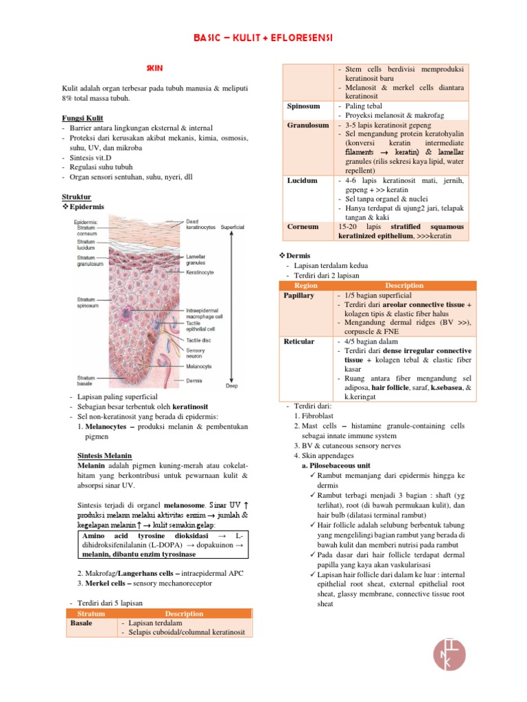 Struktur dan Fungsi Kulit Manusia | PDF