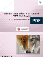 03.origem e Princ Raca