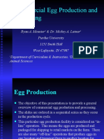 Commercial Egg Production and Processing