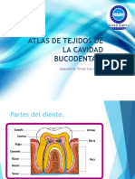 Atlas de Tejidos de La Cavidad Bucodental Correcta PDF