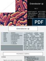Enterobacter SP