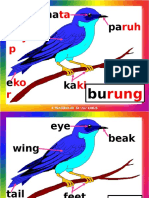 Bahagian Burung_Parts of a Bird.pps