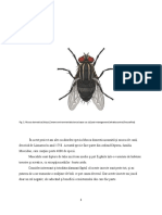 Musca Domestica 